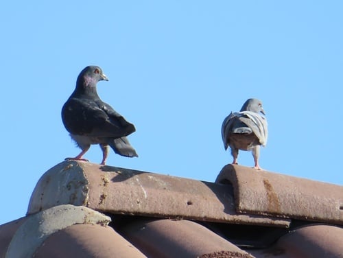 bird proofing pigeons azul